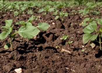 Από σήμερα οι αιτήσεις για την ενίσχυση ύψους 60 εκατ. ευρώ στα λιπάσματα