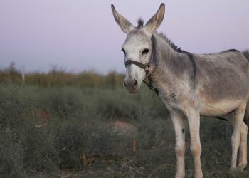 Το πρώτο στον κόσμο έμβρυο γαϊδάρων με εξωσωματική γονιμοποίηση