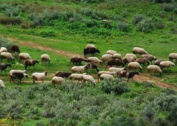 Ενισχύονται με 89 εκατ. ευρώ οι κτηνοτρόφοι για αγορά ζωοτροφών