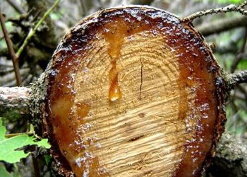 Ξεκίνησαν οι αιτήσεις για 181 θέσεις του ειδικού προγράμματος απασχόλησης ρητινεργατών