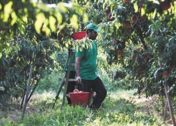 Κρήτη: Αναβρασμός για την έλλειψη εργατών γης – Συντονίζονται οι αγρότες και πιέζουν για λύση
