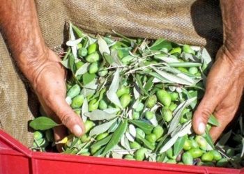 Χρονιά-ρεκόρ το 2022 για τις εξαγωγές επιτραπέζιων ελιών – Πρόβλημα η έλλειψη των εργατών γης