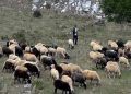 Κτηνοτρόφοι: Να μην ενταχθούν τα αμνοερίφια στο «Καλάθι του Πάσχα»