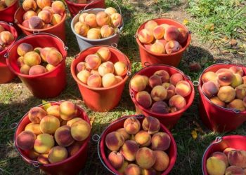 Σε ΦΕΚ οι αποφάσεις για τις ενισχύσεις 28,1 εκατ. ευρώ σε βερίκοκα, νεκταρίνια, επιτραπέζια και μεταποιημένα ροδάκινα