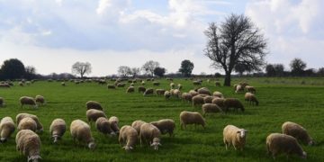 ΕΛΣΤΑΤ: Μειώθηκαν ζωικό κεφάλαιο και κτηνοτροφικές εκμεταλλεύσεις την περίοδο 2020 – 2022