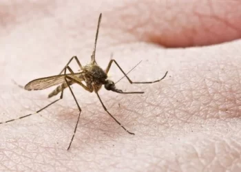 Αυξάνεται στην Ευρώπη ο κίνδυνος μετάδοσης ασθενειών από τα κουνούπια