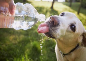 Πανελλήνια Φιλοζωική Ομοσπονδία: Οδηγίες ενόψει καύσωνα