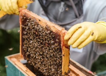 Λευτέρης Αυγενάκης: «Γνωρίζω τα προβλήματα των μελισσοκόμων»