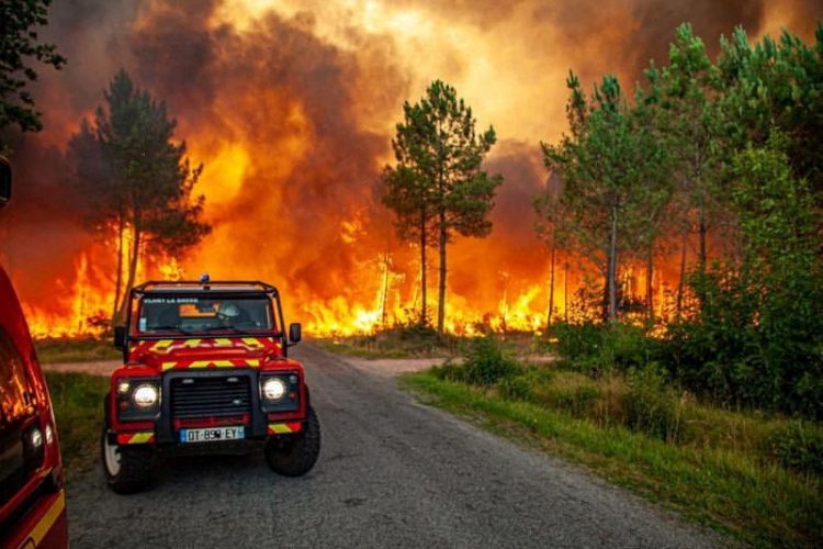 A view of trees burning amid a wildfire near Landiras, France, July 13, 2022 in this picture obtained from the fire brigade of the Gironde region (SDIS 33). SDIS 33/Handout via REUTERS ATTENTION EDITORS - THIS IMAGE WAS PROVIDED BY A THIRD PARTY. NO RESALES. NO ARCHIVES. MANDATORY CREDIT