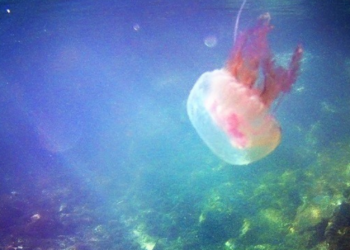 Μια θάλασσα γεμάτη μέδουσες στο κοντινό μέλλον; Οι ωκεάνιοι καύσωνες απειλούν τα θαλάσσια οικοσυστήματα