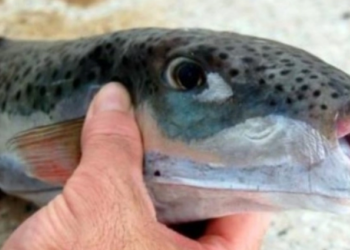 Λαγοκέφαλοι δαγκώνουν λουόμενους και σκορπάνε τον τρόμο στην Κρήτη