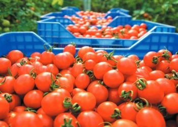 Χαοτική καταστροφή για την παραγωγή ντομάτας και μήλων από τις πλημμύρες στη Θεσσαλία