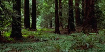 ΥΠΕΝ: Έρχονται εκατοντάδες νέες προσλήψεις στη Δασική Υπηρεσία