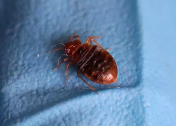 Επιδημία κοριών: «Έφτασε» στην Ελλάδα – Τι φοβίζει τους ειδικούς