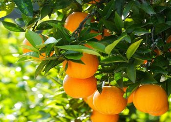 Πορτοκάλια: Το επόμενο… ελαιόλαδο της ακρίβειας στα τρόφιμα