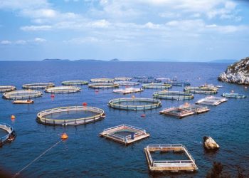 Αυγενάκης: Το 2024 θα είναι έτος σταθμός για την ανάπτυξη της ιχθυοκαλλιέργειας στην Ελλάδα
