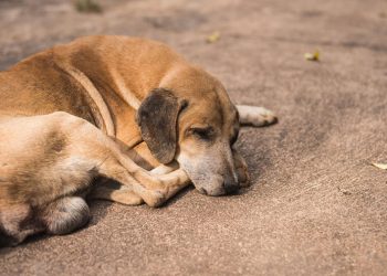Λιβάνιος: Σύντομα ξεκινά η ηλεκτρονική πλατφόρμα υιοθέτησης αδέσποτων ζώων