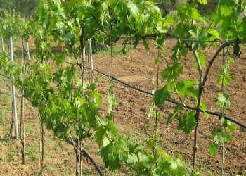 Αμπέλι: Πώς θα δοθούν οι άδειες για νέες φυτεύσεις οινοποιήσιμων ποικιλιών