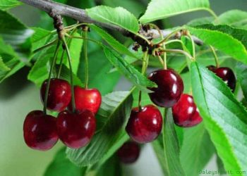 Στα ύψη και φέτος οι τιμές του κερασιού