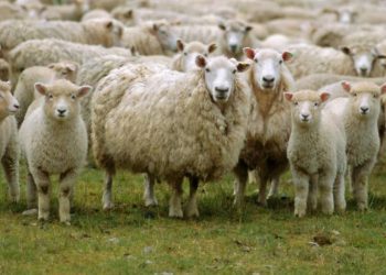 Τσιάρας: Δεν τίθεται κανένα θέμα για τη δημόσια υγεία από την πανώλη των αιγοπροβάτων