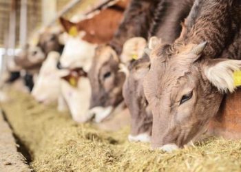 Χαρτογράφηση στον κλάδο των ζωοτροφών ξεκινάει η Επιτροπή Ανταγωνισμού