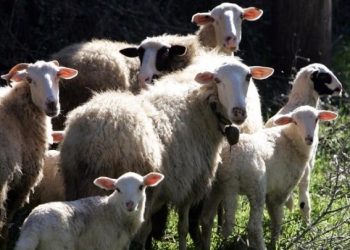 Eστίες της πανώλης των αιγοπροβάτων και στη Λάρισα – Επίσκεψη Κ. Τσιάρα και λήψη έκτακτων μέτρων