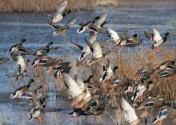 Από τις 20 Αυγούστου 2024 έως τις 28 Φεβρουαρίου 2025 η κυνηγετική περίοδος