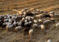 Πανώλη στα αιγοπρόβατα: Άμεσα οι ανακοινώσεις για τις αποζημιώσεις