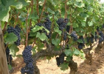 Οι υψηλές θερμοκρασίες έφεραν νωρίτερα τον τρύγο στον αστικό αμπελώνα