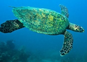 Η Grecotel πρωτοστατεί σε δράσεις για την καταπολέμηση της κλιματικής αλλαγής