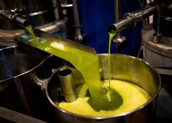 Ελαιόλαδο: Η έλλειψη βροχοπτώσεων στην Κρήτη επηρεάζει την παραγωγή