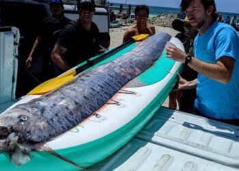 «Προάγγελος της καταστροφής»: Επανεμφανίστηκε το ψάρι «προμήνυμα» μεγάλων σεισμών!