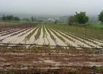 Την Τετάρτη κλιμάκιο του ΕΛΓΑ στο Οροπέδιο Λασιθίου για να εκτιμήσει τις ζημιές από τις πλημμύρες