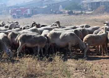 Κέλλας: Ζήτησε αυστηρή τήρηση των μέτρων βιοασφάλειας κατά της εξάπλωσης της ευλογιάς