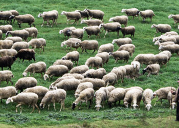 Από δύο μέτωπα στην πρώτη γραμμή – Η μάχη επιστημόνων και κτηνοτρόφων κατά της ευλογιάς