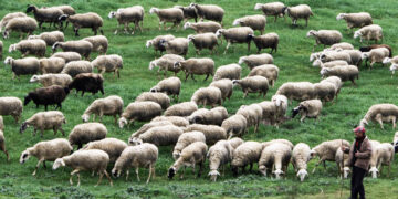 Από δύο μέτωπα στην πρώτη γραμμή – Η μάχη επιστημόνων και κτηνοτρόφων κατά της ευλογιάς