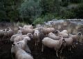 ΥΠΑΑΤ: Στενή συνεργασία με την ΕΛΑΣ για να περιοριστεί η εξάπλωση της ευλογιάς των αιγοπροβάτων
