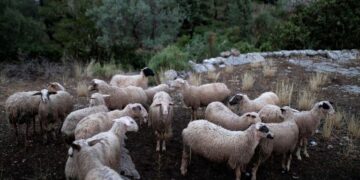 ΥΠΑΑΤ: Στενή συνεργασία με την ΕΛΑΣ για να περιοριστεί η εξάπλωση της ευλογιάς των αιγοπροβάτων