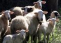 ΥΠΑΑΤ: Νέες δυνατότητες διακίνησης γαλακτοκομικών και προϊόντων κρέατος από τη Λέσβο